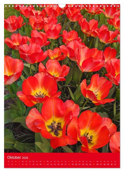 Produktbild: Tulpen. Bunter Fr&uuml;hling (Wandkalender 2026 DIN A3 hoch), CALVENDO Monatskalender