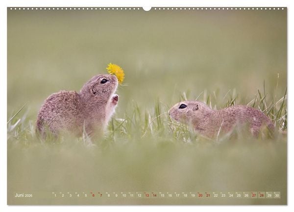Produktbild: Zauberhafte Ziesel (hochwertiger Premium Wandkalender 2026 DIN A2 quer), Kunstdruck in Hochglanz