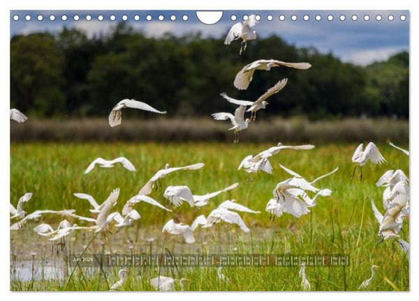 Produktbild: Abenteuer Botswana Afrika - Adventure Botswana (Wandkalender 2026 DIN A4 quer), CALVENDO Monatskalender