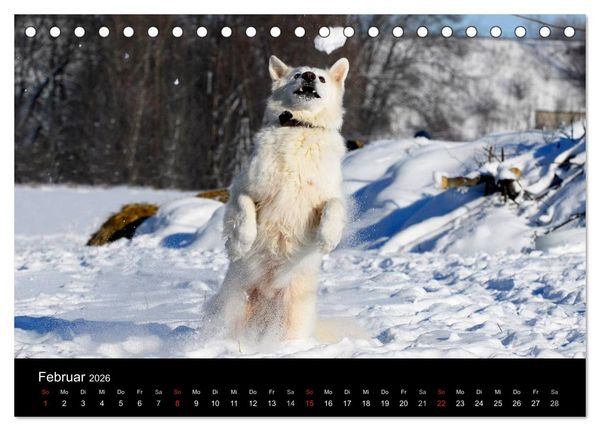 Produktbild: Wei&szlig;er Schweizer Sch&auml;ferhund (Tischkalender 2026 DIN A5 quer), CALVENDO Monatskalender