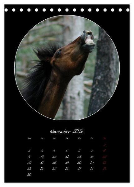 Produktbild: Crazy horses (Tischkalender 2026 DIN A5 hoch), CALVENDO Monatskalender