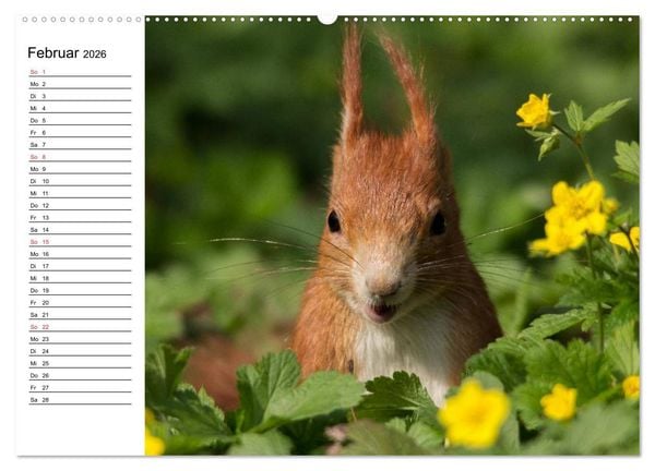 Produktbild: Mit dem Eichh&ouml;rnchen durchs Jahr (Wandkalender 2026 DIN A2 quer), CALVENDO Monatskalender