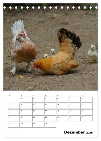 Produktbild: H&uuml;hner Terminplaner (Tischkalender 2026 DIN A5 hoch), CALVENDO Monatskalender