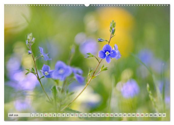 Produktbild: Wenn Bl&uuml;ten tr&auml;umen tanzt das Licht (Wandkalender 2026 DIN A2 quer), CALVENDO Monatskalender