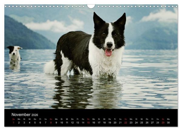 Produktbild: Der Bordercollie-Kalender (Wandkalender 2026 DIN A3 quer), CALVENDO Monatskalender