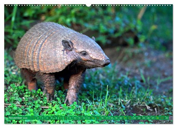 Produktbild: Tierparadies Pantanal (hochwertiger Premium Wandkalender 2026 DIN A2 quer), Kunstdruck in Hochglanz