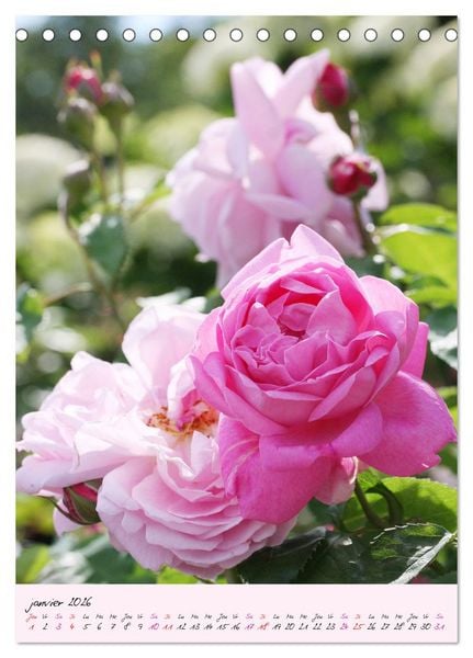 Produktbild: Une f&ecirc;te des roses (Calendrier de bureau 2026 DIN A5 horizontal), CALVENDO calendrier mensuel