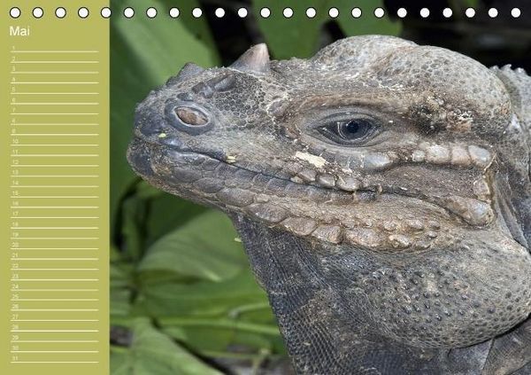 Produktbild: Drachen / Geburtstagskalender (Tischkalender immerw&auml;hrend DIN A5 quer)