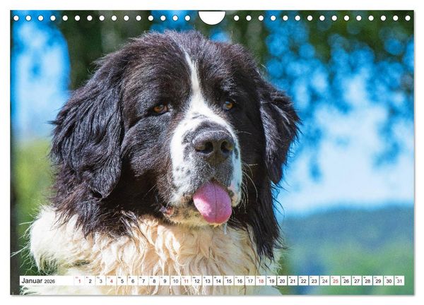 Produktbild: Landseer - Ein starker Freund auf 4 Pfoten (Wandkalender 2026 DIN A4 quer), CALVENDO Monatskalender