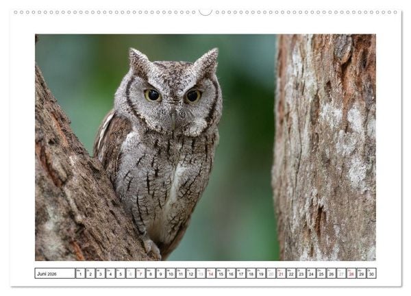 Produktbild: Eulen aus aller Welt - Faszinierende J&auml;ger der Nacht (hochwertiger Premium Wandkalender 2026 DIN A2 quer), Kunstdruck in Hochglanz