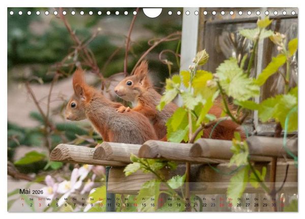 Produktbild: Spa&szlig; mit Eichh&ouml;rnchen-Kindern (Wandkalender 2026 DIN A4 quer), CALVENDO Monatskalender
