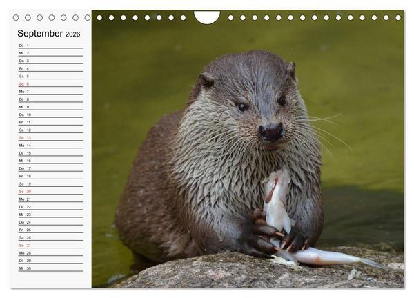 Produktbild: Seehunde und Otter. Putzige Gesellen, perfekte Schwimmer (Wandkalender 2026 DIN A4 quer), CALVENDO Monatskalender