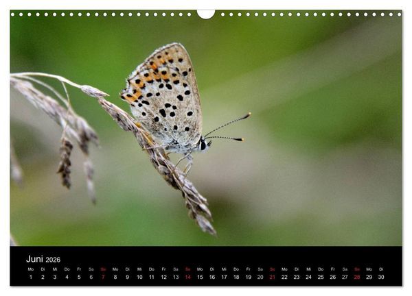 Produktbild: Schmetterlinge in Deutschland (Wandkalender 2026 DIN A3 quer), CALVENDO Monatskalender