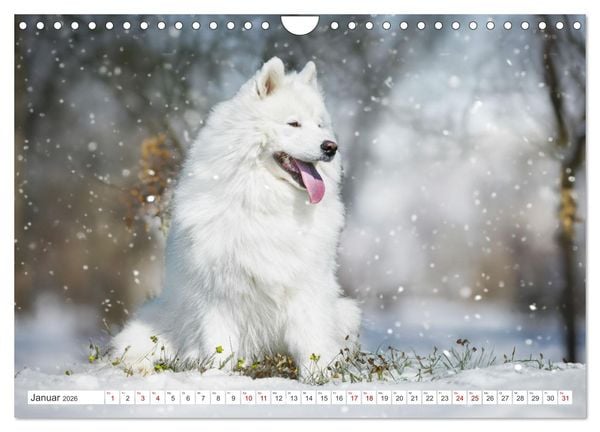 Produktbild: Der Samojede - Sch&ouml;nheit des Nordens (Wandkalender 2026 DIN A4 quer), CALVENDO Monatskalender