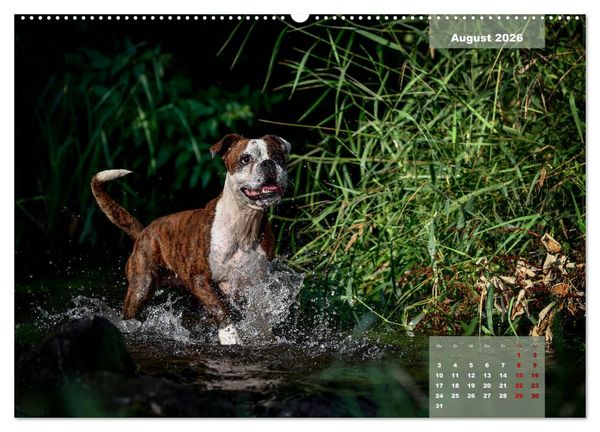 Produktbild: Boxer Frech und fr&ouml;hlich durch das Jahr (Wandkalender 2026 DIN A2 quer), CALVENDO Monatskalender