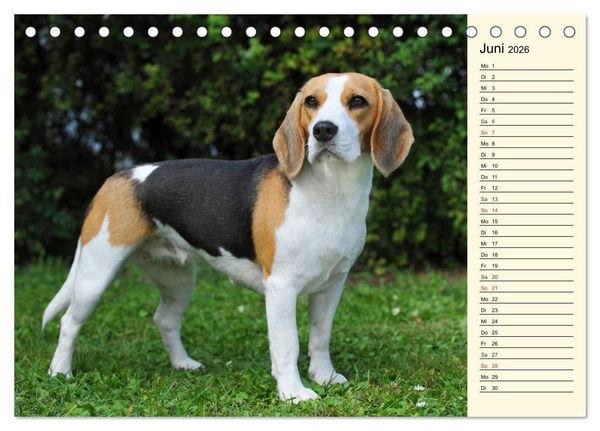 Produktbild: Beagle - Herz auf 4 Pfoten (Tischkalender 2026 DIN A5 quer), CALVENDO Monatskalender
