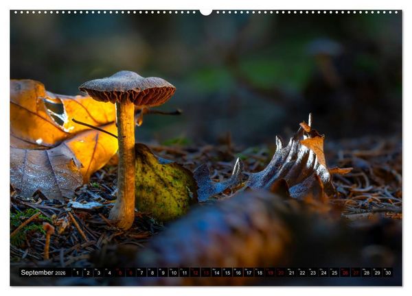Produktbild: Wilde Pilze: Ein Kalender f&uuml;r Naturbegeisterte (hochwertiger Premium Wandkalender 2026 DIN A2 quer), Kunstdruck in Hochglanz