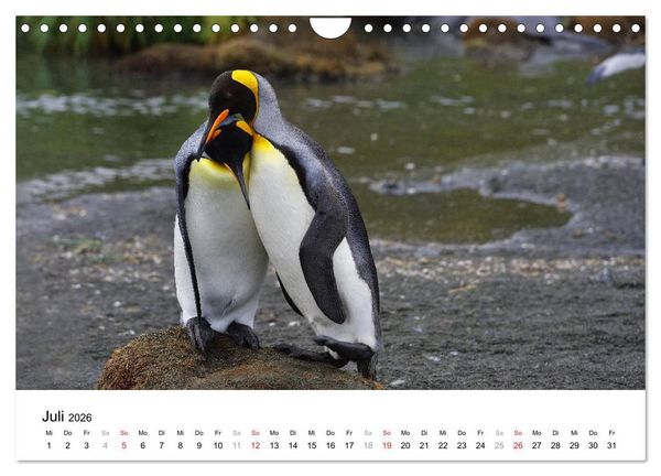 Produktbild: Im Reich der Pinguine (Wandkalender 2026 DIN A4 quer), CALVENDO Monatskalender