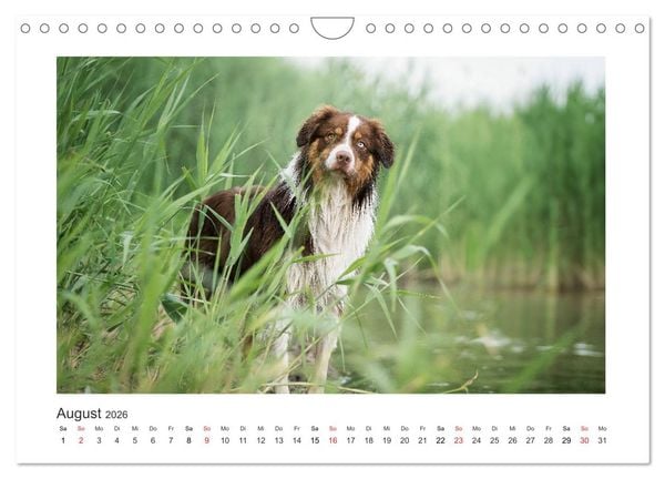 Produktbild: Herzensaussies - Australian Shepherd (Wandkalender 2026 DIN A4 quer), CALVENDO Monatskalender