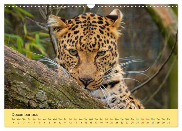 Produktbild: Just Big Cats (Wall Calendar 2026 DIN A3 landscape), CALVENDO 12 Month Wall Calendar