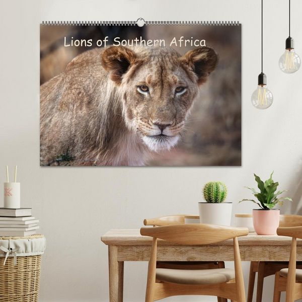 Produktbild: Lions of Southern Africa (Wall Calendar 2026 DIN A2 landscape), CALVENDO 12 Month Wall Calendar