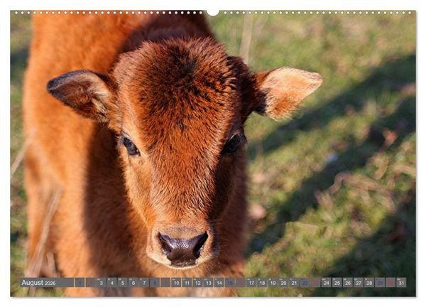 Produktbild: Der Yak (hochwertiger Premium Wandkalender 2026 DIN A2 quer), Kunstdruck in Hochglanz