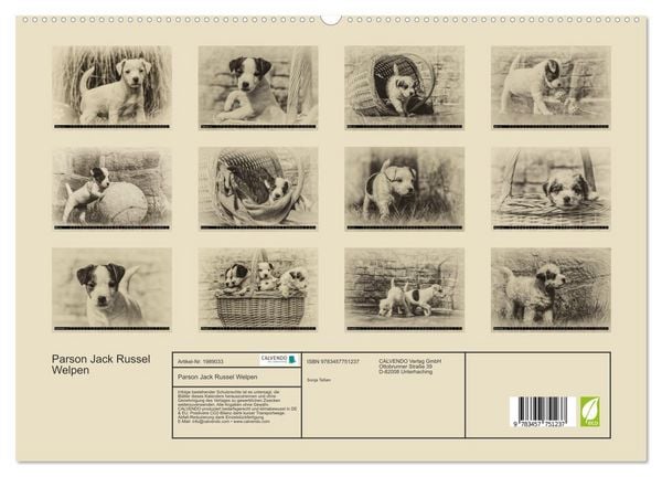 Produktbild: Parson Jack Russel Welpen (hochwertiger Premium Wandkalender 2026 DIN A2 quer), Kunstdruck in Hochglanz