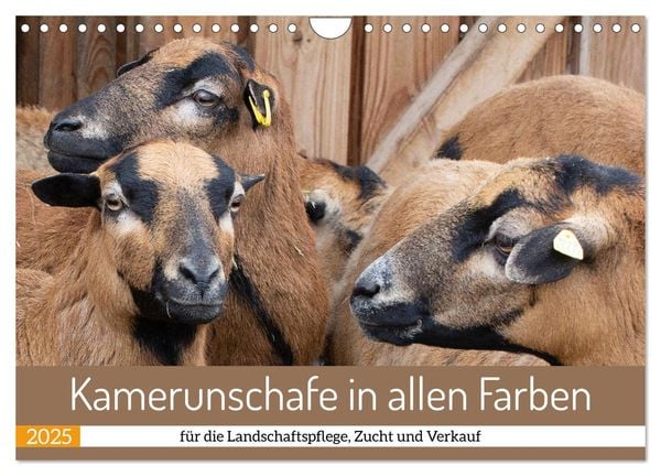 Kamerunschafe in allen Farben (Wandkalender 2025 DIN A4 quer), CALVENDO Monatskalender