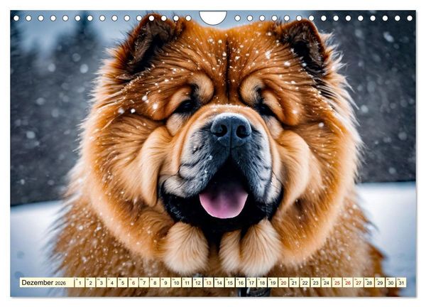 Produktbild: Chow Chow - der L&ouml;wenkopfhund (Wandkalender 2026 DIN A4 quer), CALVENDO Monatskalender