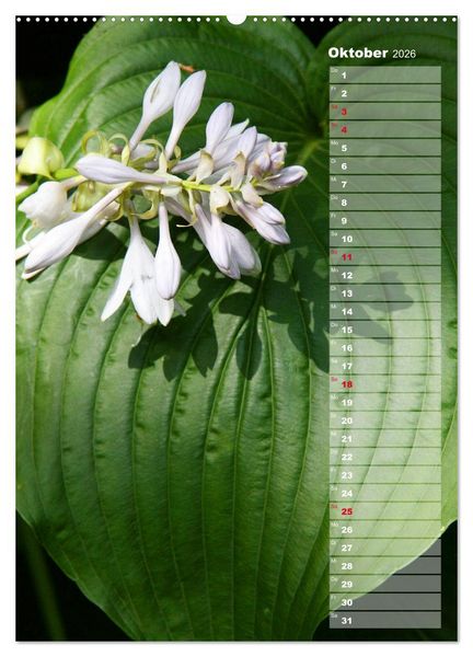 Produktbild: Hostas Herzblattlilien Funkien (Wandkalender 2026 DIN A2 hoch), CALVENDO Monatskalender