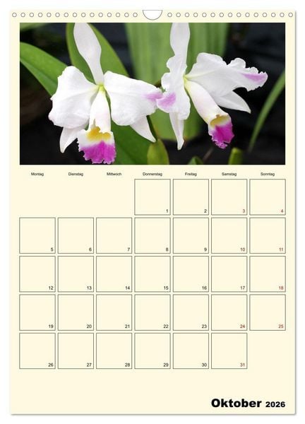 Produktbild: Orchideentr&auml;ume (Wandkalender 2026 DIN A3 hoch), CALVENDO Monatskalender