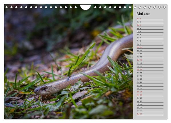 Produktbild: Salamander und Co. (Wandkalender 2026 DIN A4 quer), CALVENDO Monatskalender