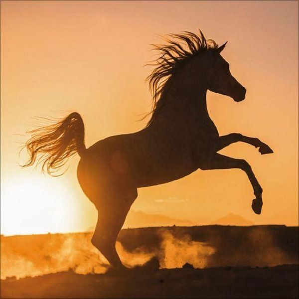 Produktbild: Horses 2027