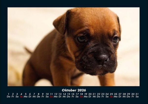Produktbild: Hundezauber 2026 Fotokalender DIN A4