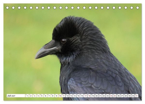 Produktbild: Im Auge der Kr&auml;he (Tischkalender 2027 DIN A5 quer), CALVENDO Monatskalender