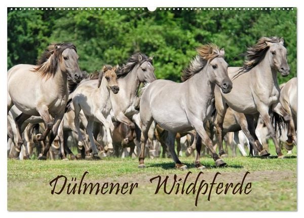 Produktbild: D&uuml;lmener Wildpferde (Wandkalender 2026 DIN A2 quer), CALVENDO Monatskalender