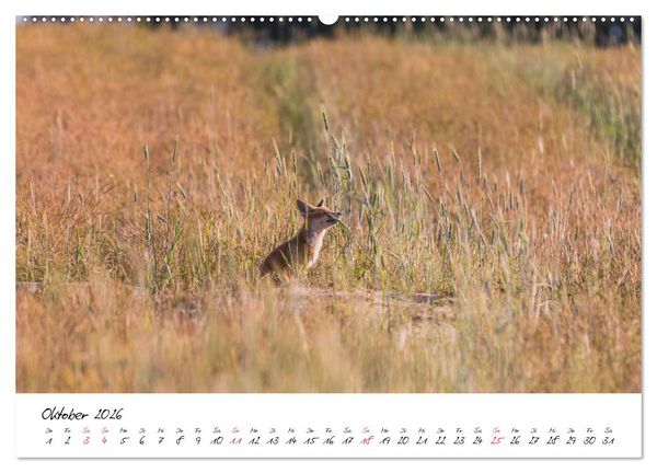 Produktbild: Fuchs entdeckt - im Naturparadies der Mecklenburgischen Seenplatte (hochwertiger Premium Wandkalender 2026 DIN A2 quer), Kunstdruck in Hochglanz