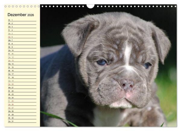 Produktbild: Bulldoggen-Moppelchen (Wandkalender 2026 DIN A3 quer), CALVENDO Monatskalender