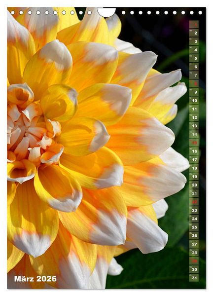 Produktbild: Dahlien - Bl&uuml;tentr&auml;ume (Wandkalender 2026 DIN A4 hoch), CALVENDO Monatskalender