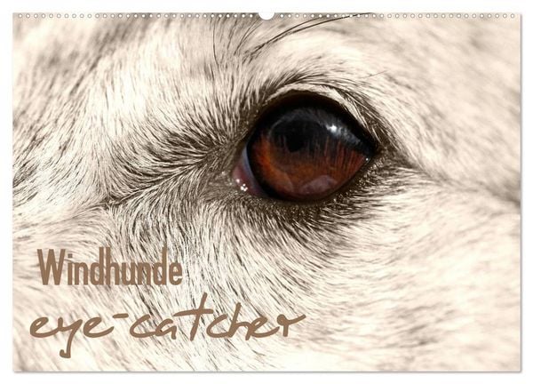 Produktbild: Windhunde eye-catcher (Wandkalender 2026 DIN A2 quer), CALVENDO Monatskalender
