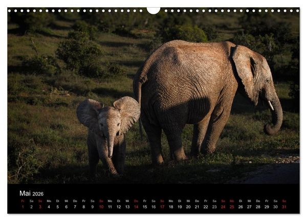 Produktbild: Elefanten - Die sanften Riesen Afrikas (Wandkalender 2026 DIN A3 quer), CALVENDO Monatskalender