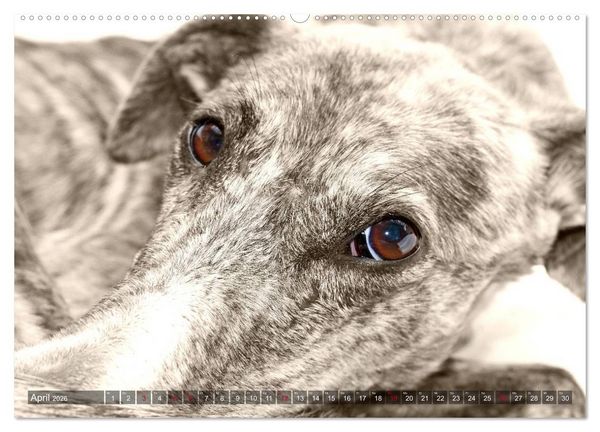 Produktbild: Galgo eye-catcher (hochwertiger Premium Wandkalender 2026 DIN A2 quer), Kunstdruck in Hochglanz