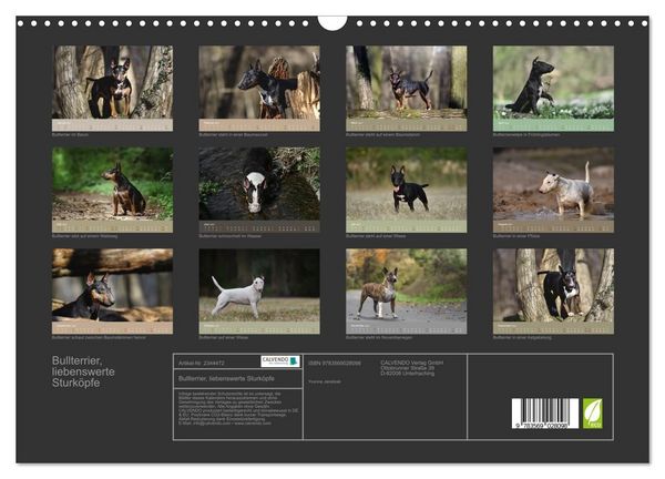 Produktbild: Bullterrier, liebenswerte Sturk&ouml;pfe (Wandkalender 2027 DIN A3 quer), CALVENDO Monatskalender