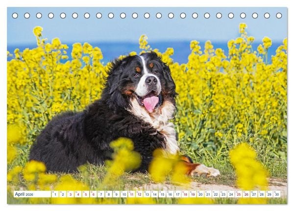 Produktbild: Berner Sennenhund - Ein Traum auf vier Pfoten (Tischkalender 2026 DIN A5 quer), CALVENDO Monatskalender