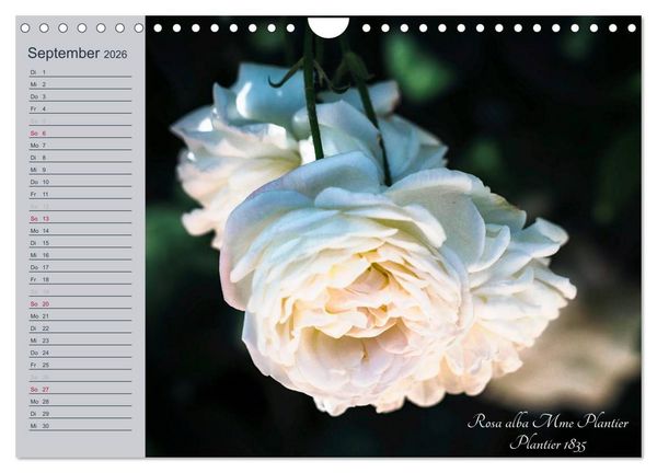 Produktbild: Kurf&uuml;rstliche Rosen Eltville am Rhein (Wandkalender 2026 DIN A4 quer), CALVENDO Monatskalender