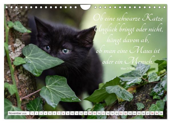 Produktbild: Kitten auf Entdeckungsreise (Wandkalender 2026 DIN A4 quer), CALVENDO Monatskalender