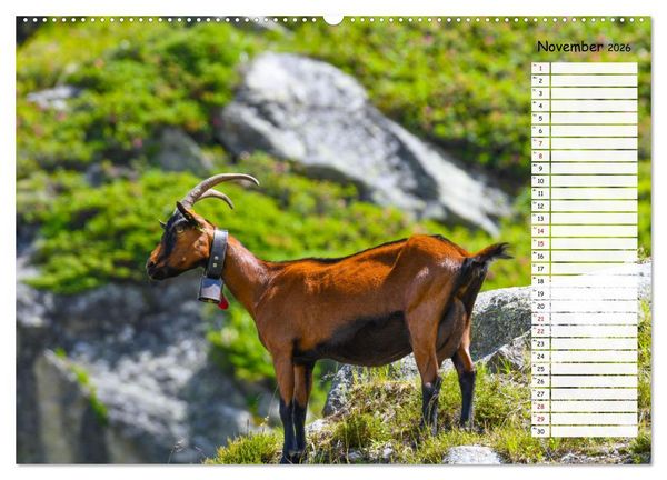 Produktbild: Ziegenfreude (Wandkalender 2026 DIN A2 quer), CALVENDO Monatskalender