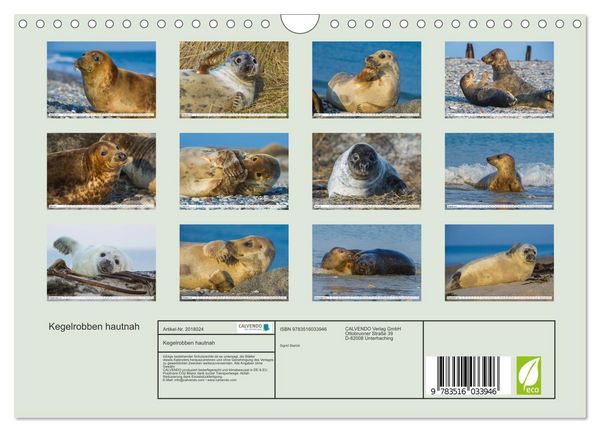 Produktbild: Kegelrobben hautnah (Wandkalender 2026 DIN A4 quer), CALVENDO Monatskalender