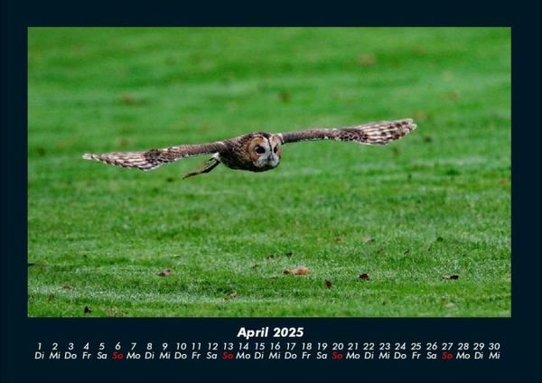 Produktbild: Tiere in der Wildnis 2025 Fotokalender DIN A4