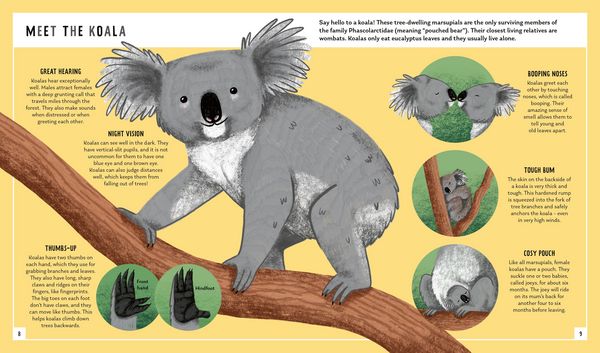 Produktbild: Koala (Young Zoologist)